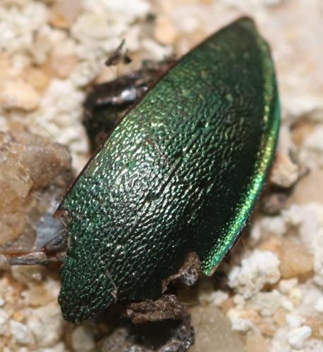 Carabus nemoralis